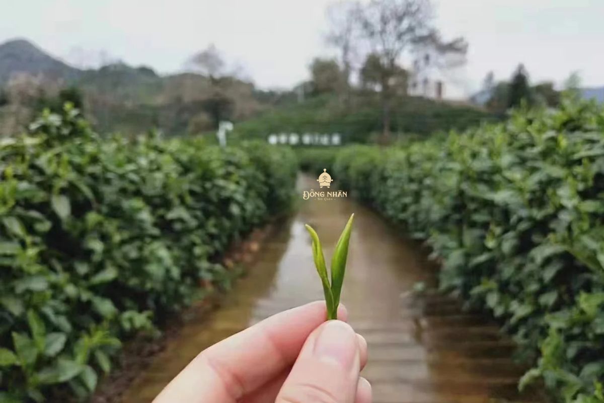TRÀ HOÀNG SƠN MAO PHONG – NGUỒN GỐC LỊCH SỬ VÀ QUY TRÌNH SẢN XUẤT